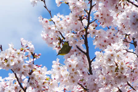 Warbling white-eye on Cherry Blossomsの写真素材