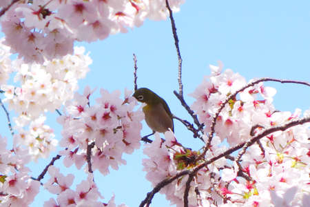 Warbling white-eye on Cherry Blossomsの写真素材