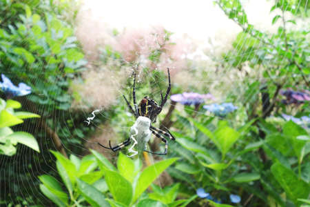Argiope amoena on the  thread of spideの写真素材