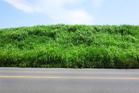 A lot of grass on the river bankの写真素材