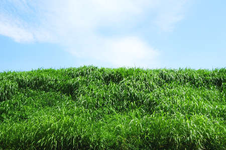 A lot of grass on the river bankの写真素材