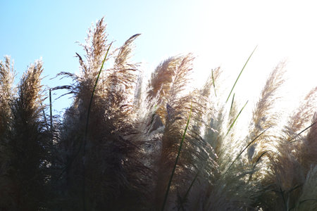 Japanese pampas grass against the sunの写真素材