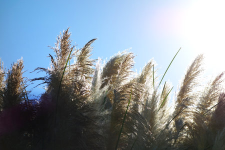 Japanese pampas grass against the sunの写真素材