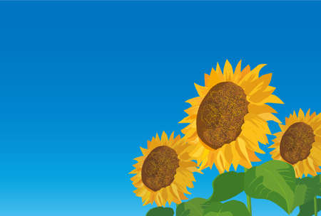 Sunflower Illustrationのイラスト素材