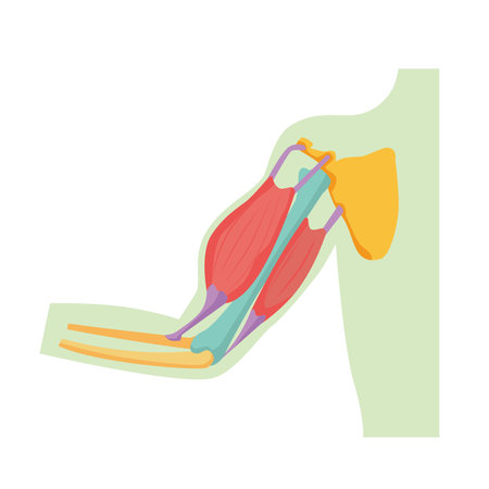 Illustrated illustration of arm bones and musclesのイラスト素材