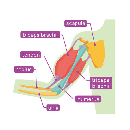 Illustrated illustration of arm bones and musclesのイラスト素材