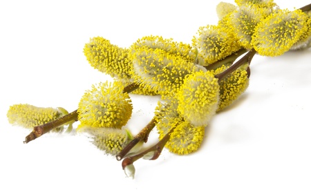willow branchの写真素材