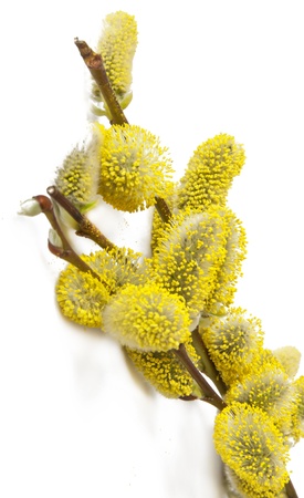 willow branchの写真素材