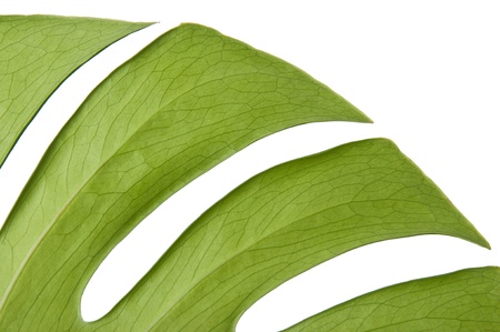 Green leaf of Monstera plant, isolated on white 
