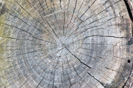 Old wood texture backgroundの写真素材