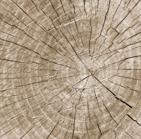 Old wood texture backgroundの写真素材