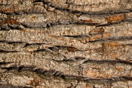 bark of an old oakの写真素材