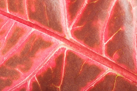 background of leaf crotonの写真素材