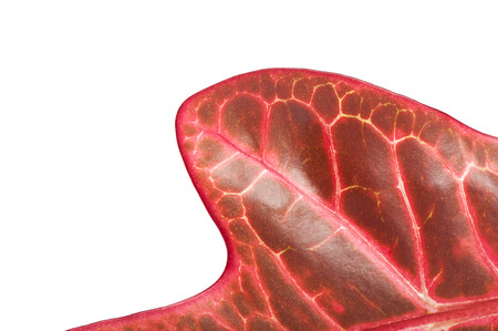 Croton plant leaves isolated on backgroundの写真素材
