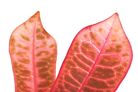 Croton plant leaves isolated on backgroundの写真素材