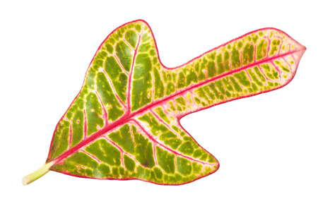 Croton leaf isolated on whiteの写真素材