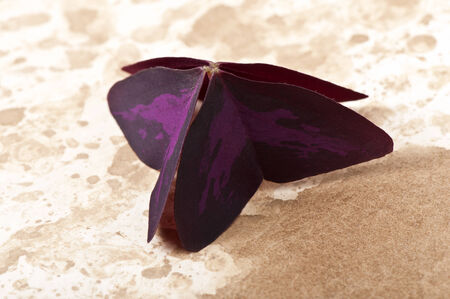 leaf of a plant on the old paper backgroundの写真素材