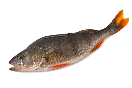 perch isolated on white backgroundの写真素材