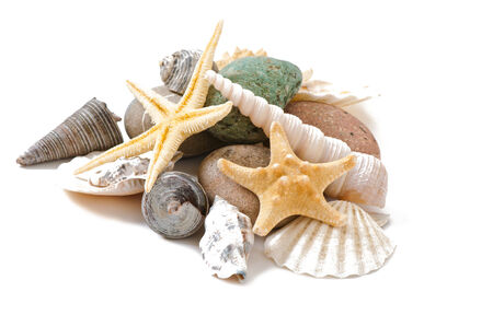 starfish, seashells and stones