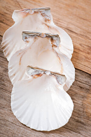sea shells on old wooden background