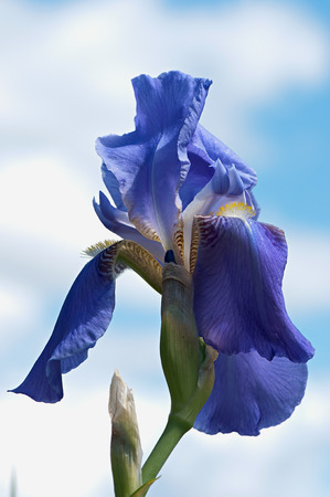 Beautiful blue iris flower background. Blue iris flower.