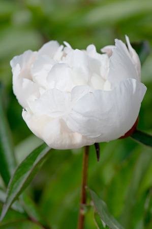Decorative white peony flower, close up background.の写真素材
