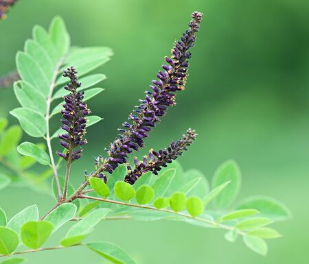 Flower shrubs, flora, (Amorpha fruticosa L. - latin).の写真素材