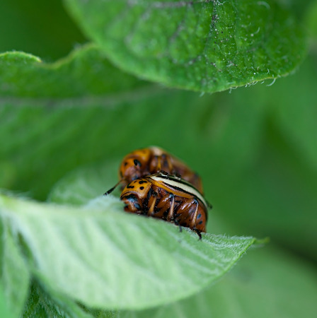 Colorado potato beetle on green sheet of a potato.の写真素材