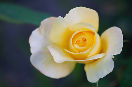 Flower yellow rose, flora, flower background of roses.の写真素材