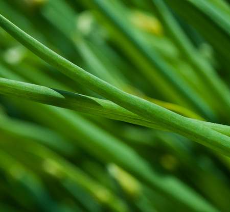 Abstract green background.