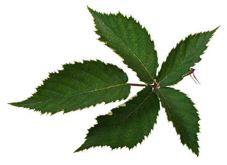 Green leaf blackberry isolated on white background.の写真素材