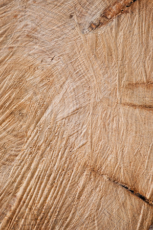 Cross-section of the old sawn oak treeの写真素材