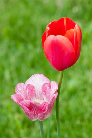 Beautiful tulip flowers on green background.の写真素材