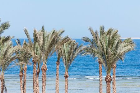 Beautiful green palm tree on a sea background, natural tropical background.の写真素材