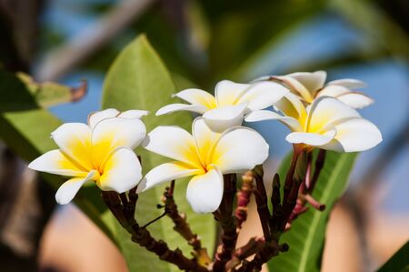 Fragrant and beautiful flowers of the plumeria tree, natural tropical background.の写真素材