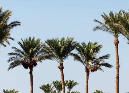 Beautiful green palm tree on a blue background, natural tropical background.の写真素材