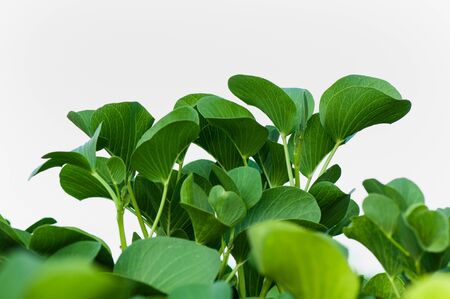 Beautiful tropical green plant on a light background, natural tropical background.の写真素材