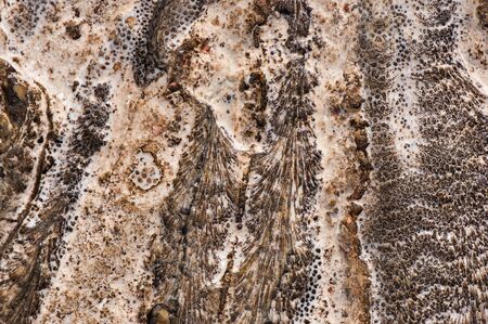 Natural drawing of coastal coral stone. Natural abstract texture.の写真素材