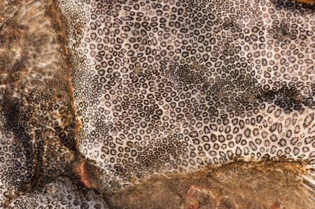 Natural drawing of coastal coral stone. Natural abstract texture.