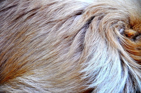 close up of dog hair, gold retrieverの写真素材