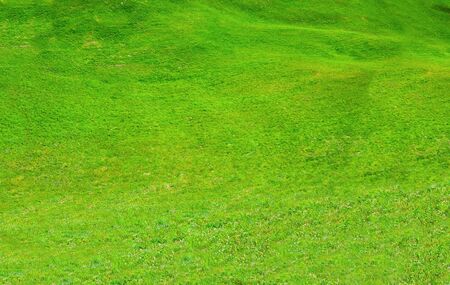 close up of green meadows on the hillの写真素材