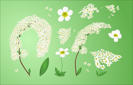 beautiful vector of spirea and daisy with leavesのイラスト素材