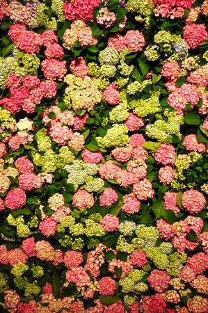 beautiful and big hydrangea wall の写真素材