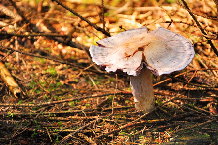 beautiful macro of mushroom in forestの写真素材