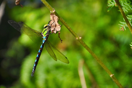 closeup of dragonfly in natureの写真素材