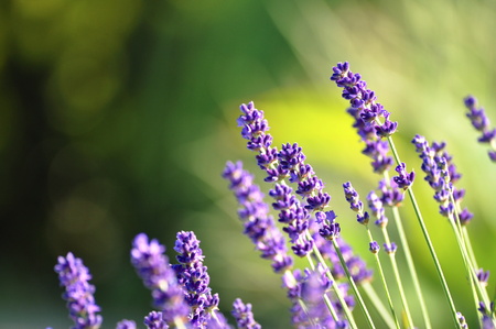 beautiful lavender background in natureの写真素材