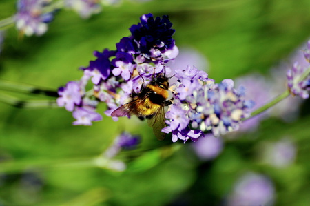 beautiful lavender background in natureの写真素材