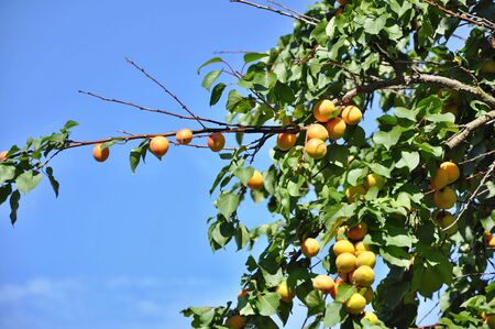 Ripe beautiful apricots growing on treeの写真素材