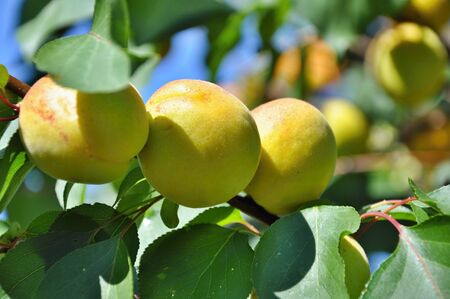 Ripe beautiful apricots growing on treeの写真素材