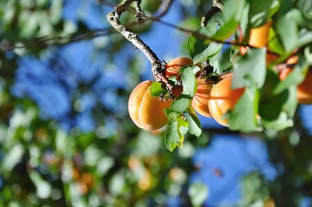 Ripe beautiful apricots growing on treeの写真素材